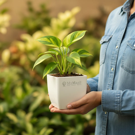 Philodendron Brasil Plant