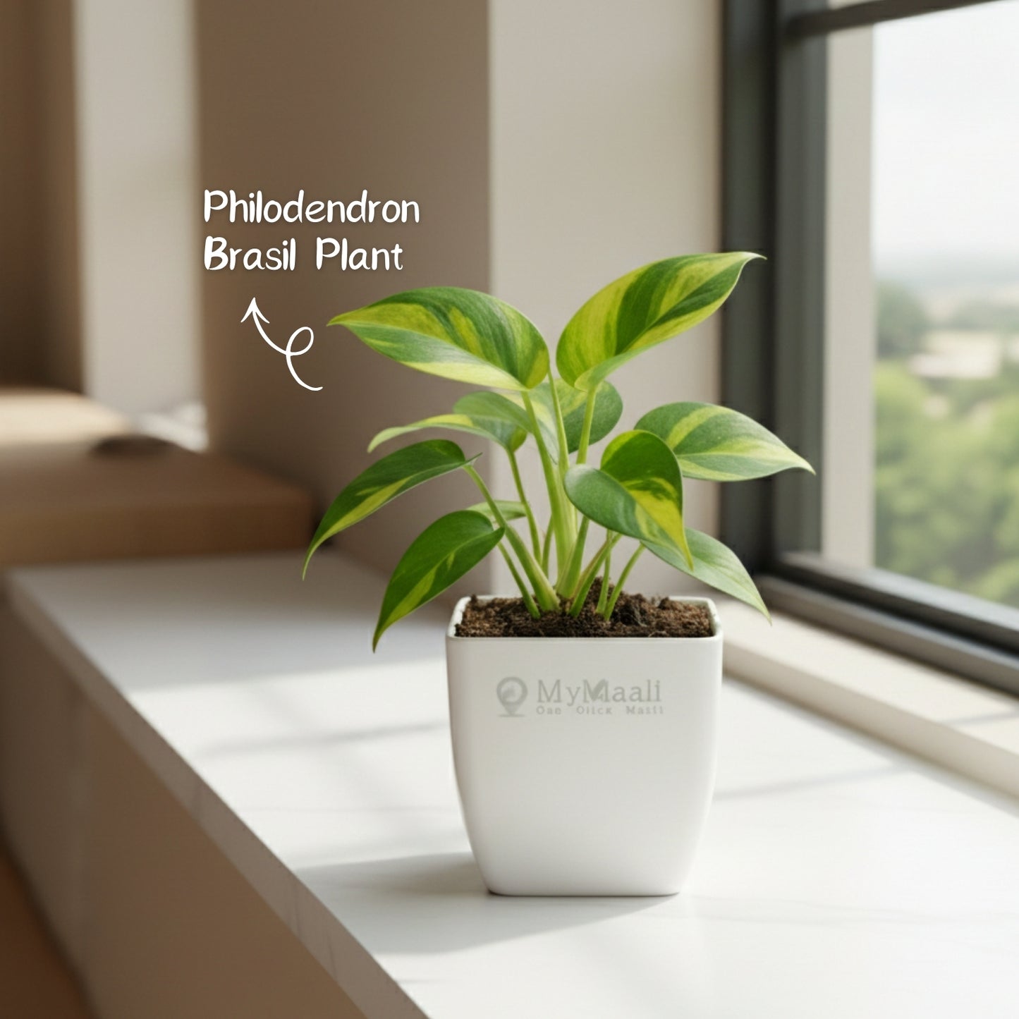 Philodendron Brasil Plant