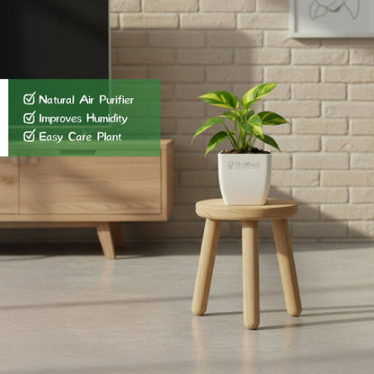 Philodendron Brasil Plant