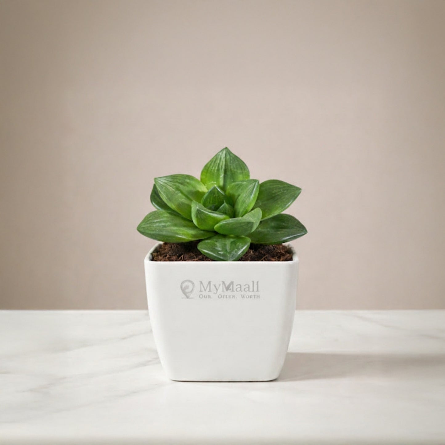 Haworthia Cymbiformis Plant