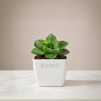 Haworthia Cymbiformis Plant