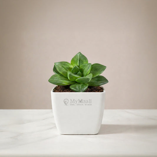 Haworthia Cymbiformis Plant