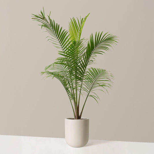 Areca Palm Plant