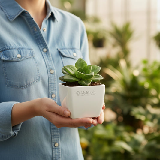 Haworthia Cymbiformis Plant