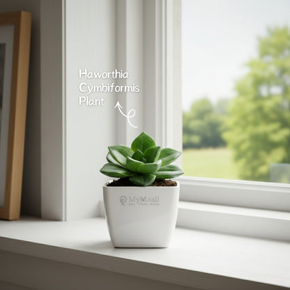 Haworthia Cymbiformis Plant