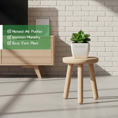 Haworthia Cymbiformis Plant