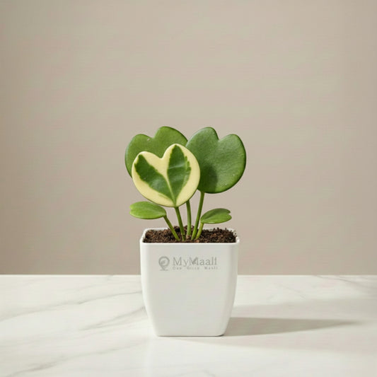 Heart  Hoya  Plant Variegated