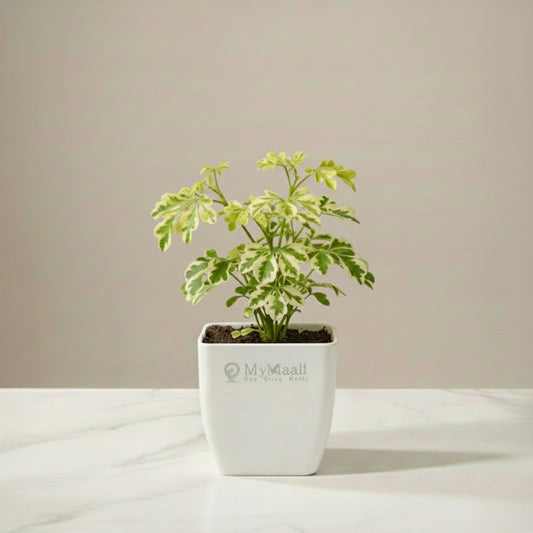 Aralia Variegated Mini Plant
