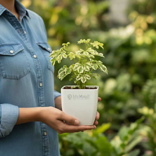 Aralia Variegated Mini Plant