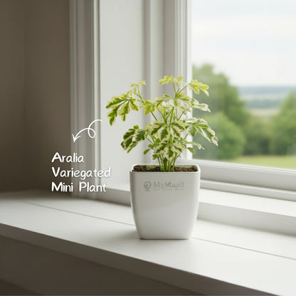 Aralia Variegated Mini Plant
