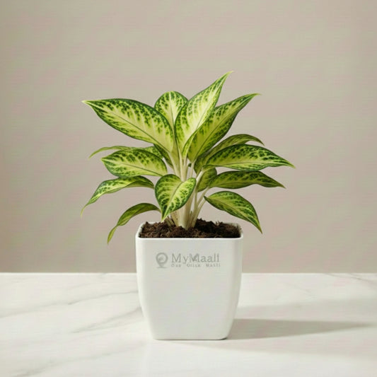 Aglaonema  Evergreen Plant