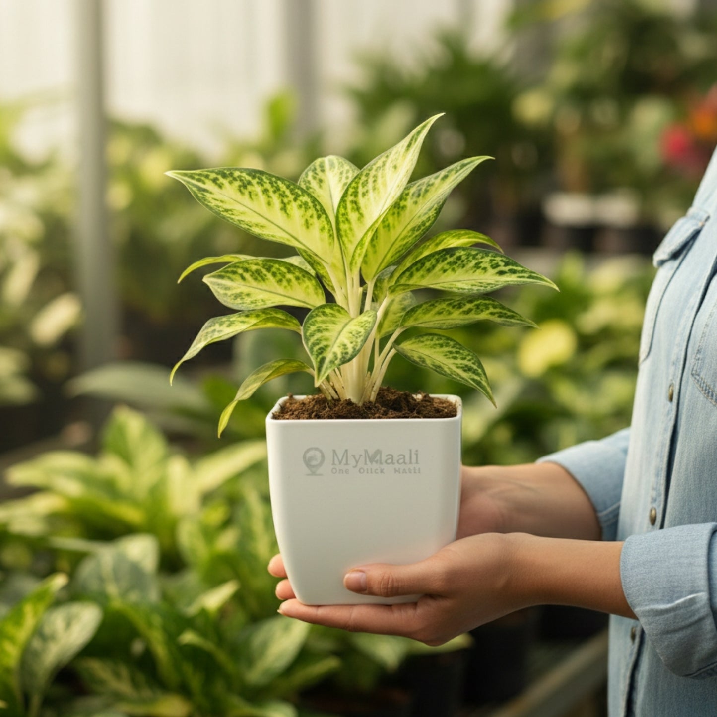 Aglaonema  Evergreen Plant