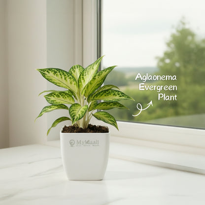 Aglaonema  Evergreen Plant