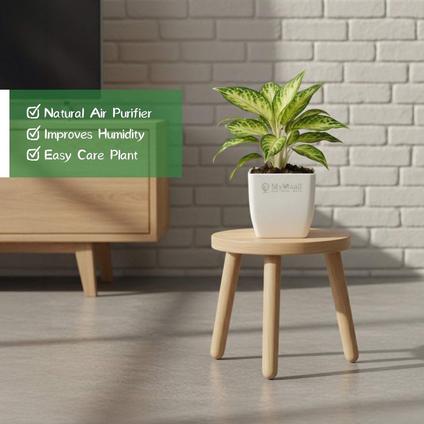 Aglaonema  Evergreen Plant