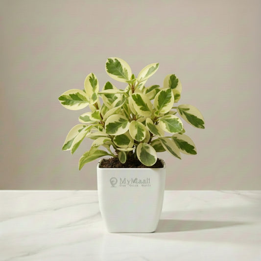 Peperomia Variegated Plant