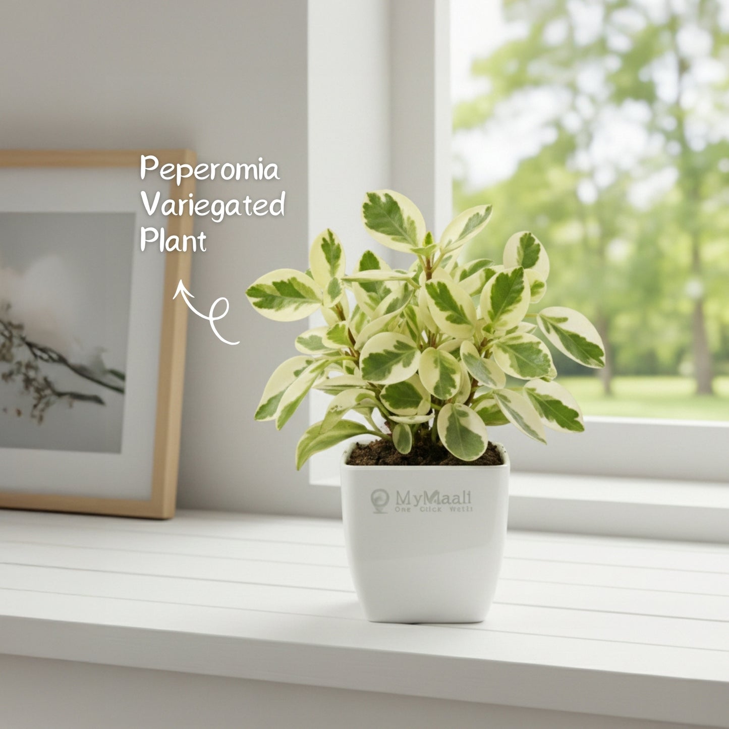 Peperomia Variegated Plant
