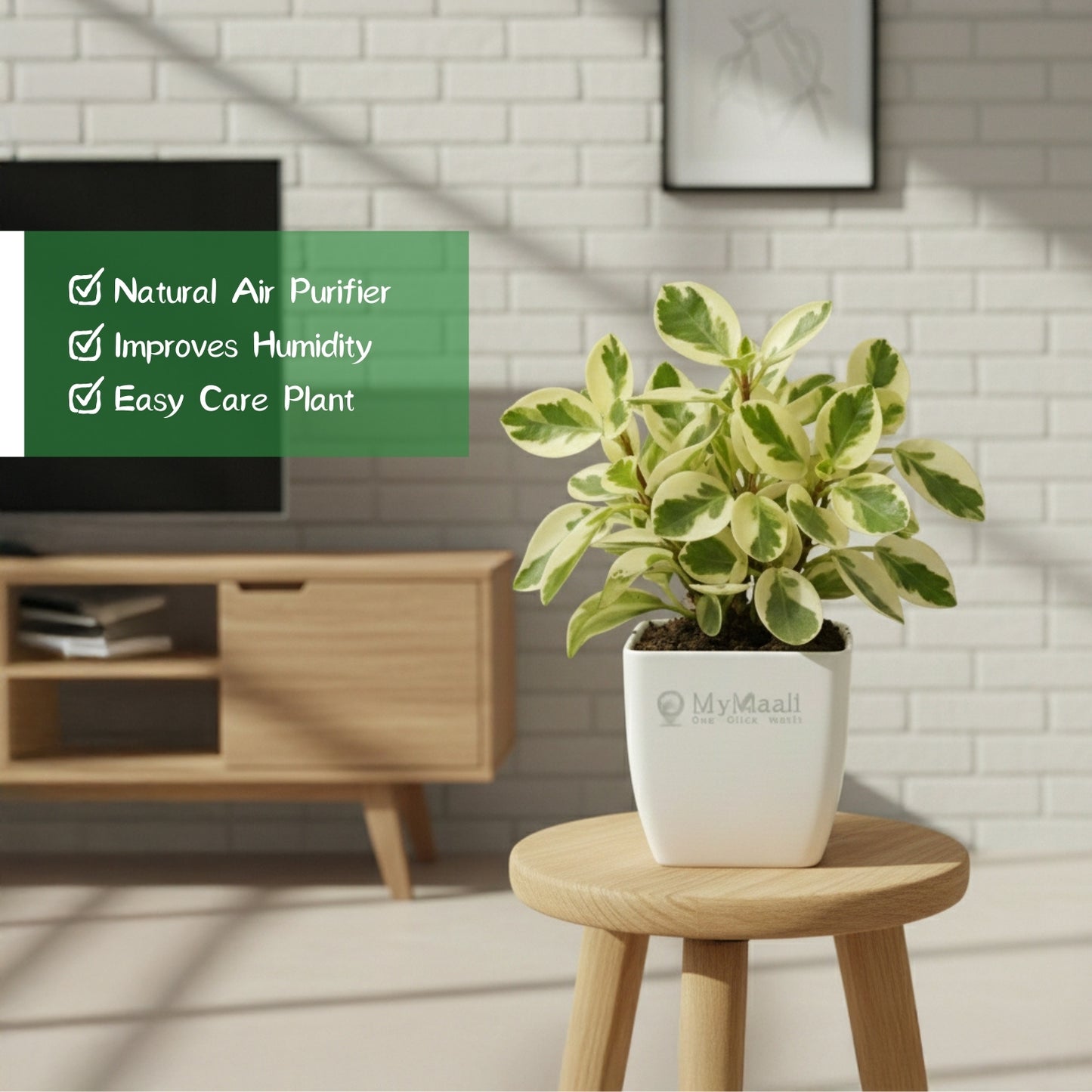 Peperomia Variegated Plant