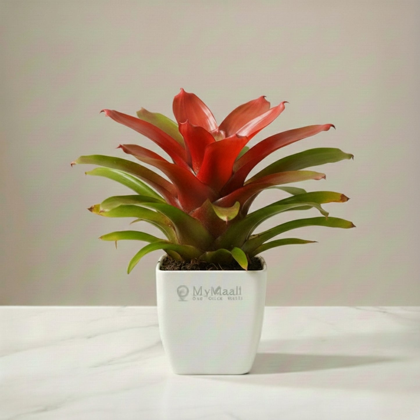 Red Bromeliad