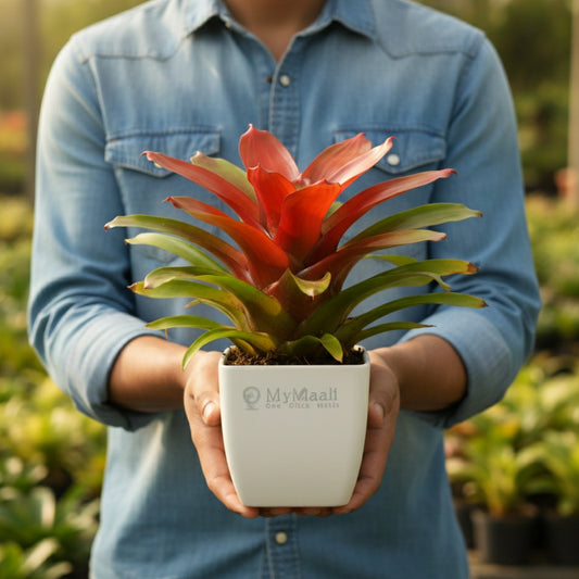 Red Bromeliad