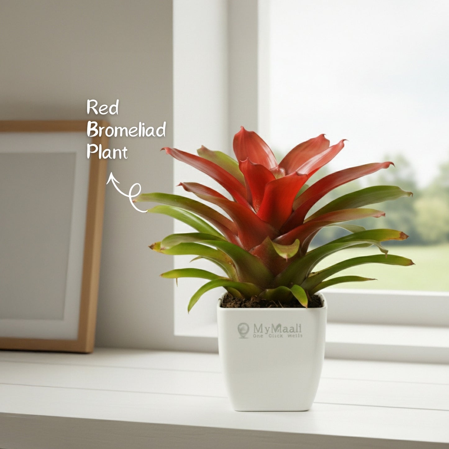 Red Bromeliad