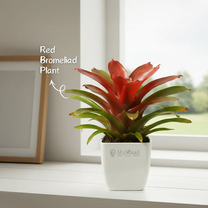 Red Bromeliad