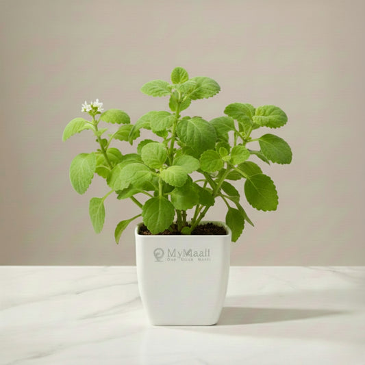 Ajwain  Plant