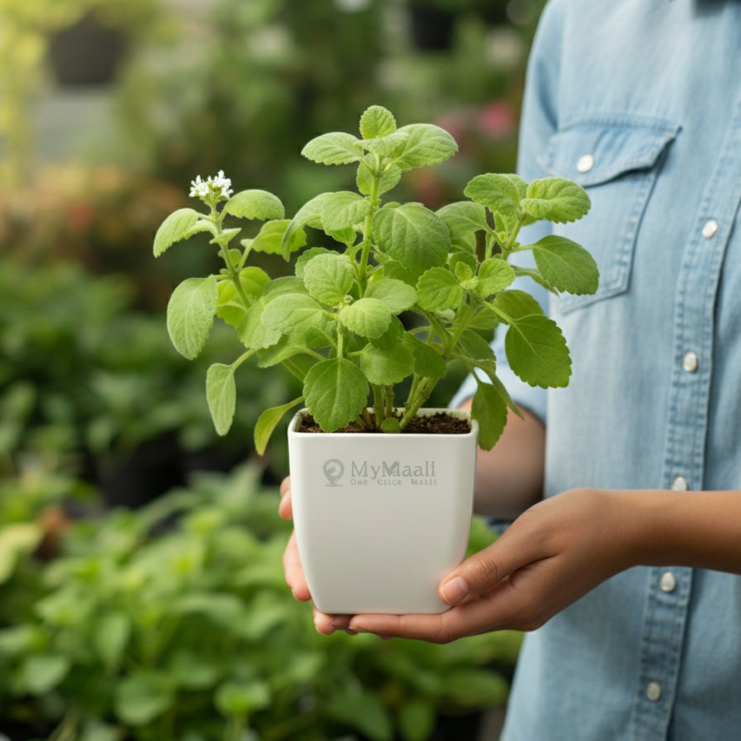 Ajwain  Plant