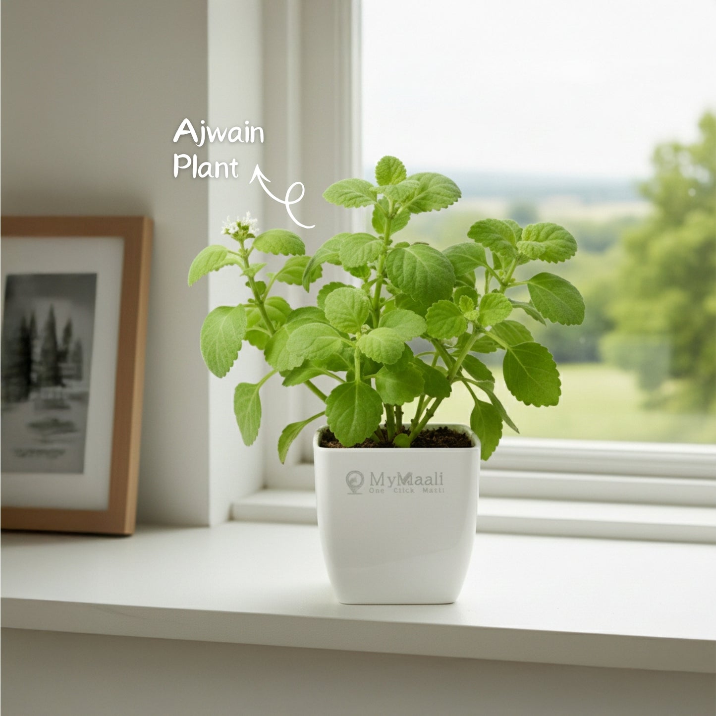 Ajwain  Plant