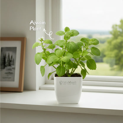 Ajwain  Plant