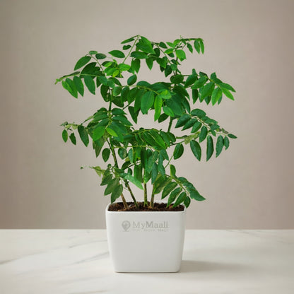 Multivitamin  Plant