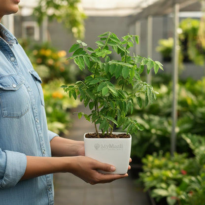 Multivitamin  Plant