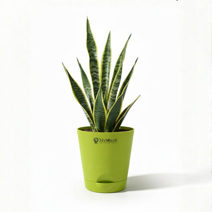 Round Plastic Planter with Tray
