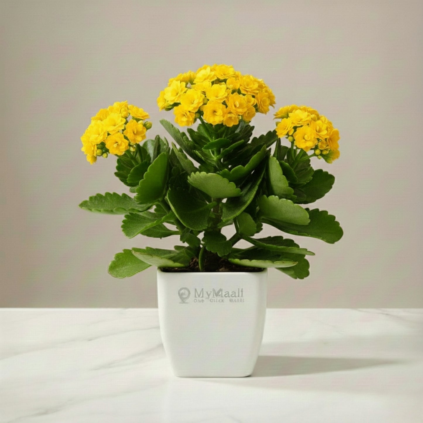 Kalanchoe Plant - Yellow