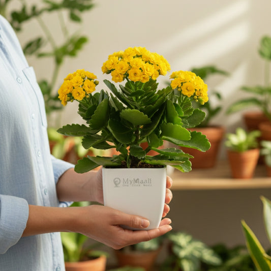 Kalanchoe Plant - Yellow