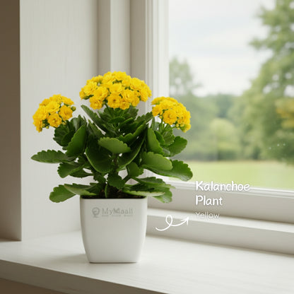Kalanchoe Plant - Yellow