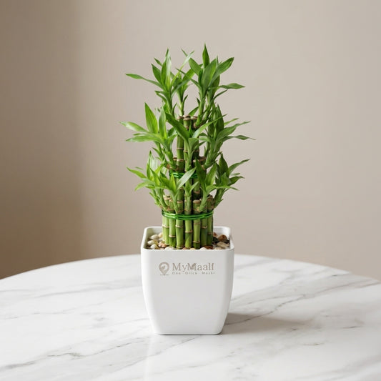 Lucky Bamboo Plant 3 Layer