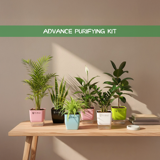 Advance Purifying Kit