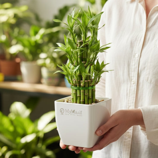 Lucky Bamboo Plant 3 Layer