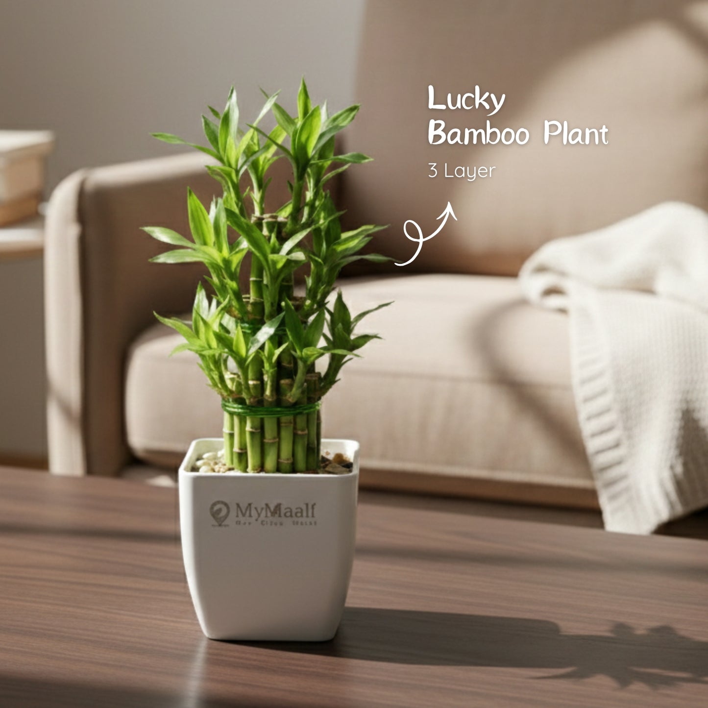 Lucky Bamboo Plant 3 Layer