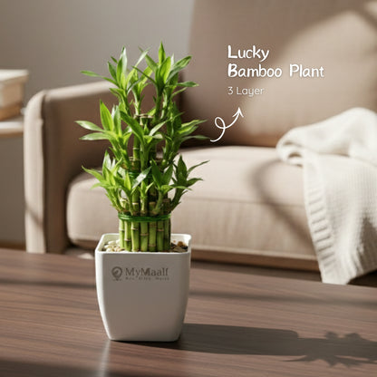 Lucky Bamboo Plant 3 Layer
