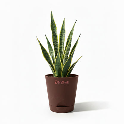 Round Plastic Planter with Tray