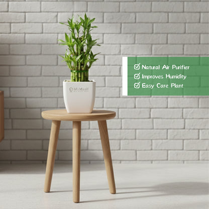 Lucky Bamboo Plant 3 Layer
