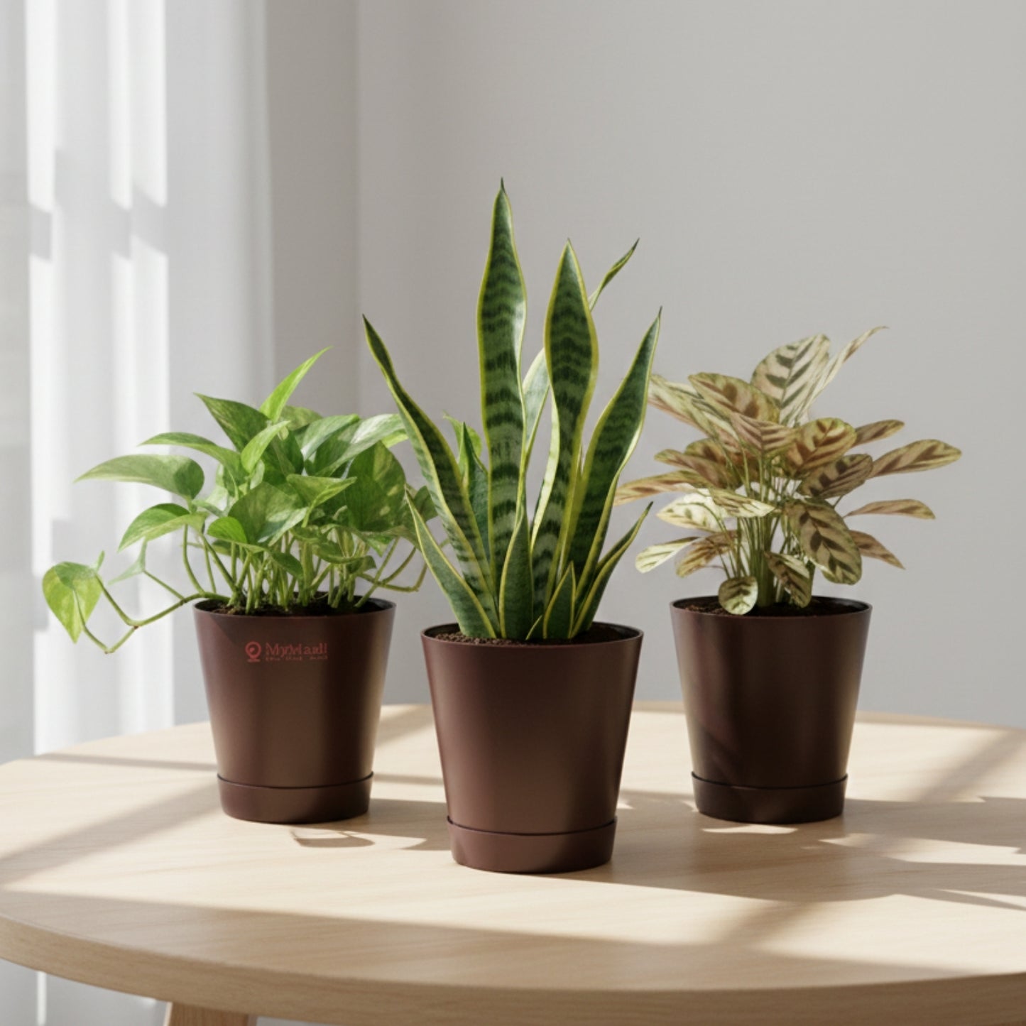 Round Plastic Planter with Tray