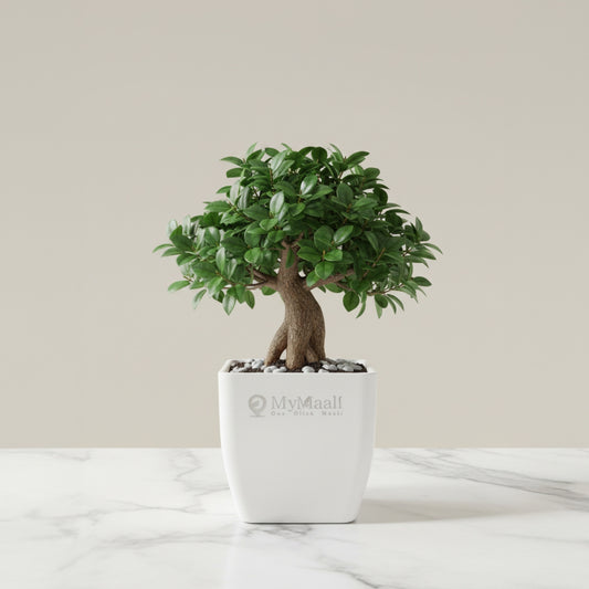 Ficus Bonsai Plant