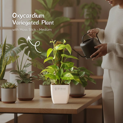 Oxycardium Variegated Plant with Moss Stick - Medium