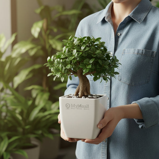 Ficus Bonsai Plant