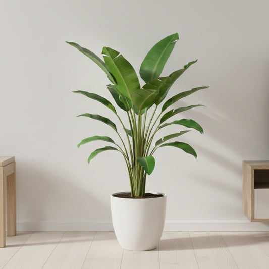 Bird of Paradise Plant