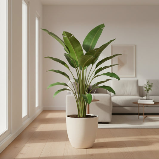 Bird of Paradise Plant