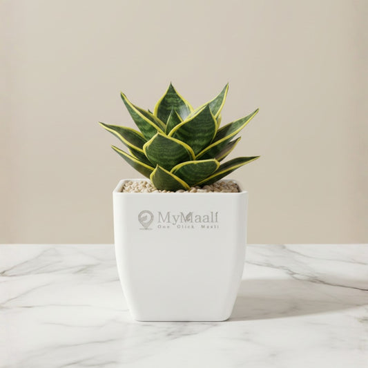 Snake Plant - Golden Hahnii