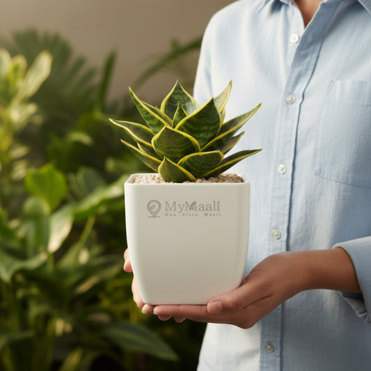 Snake Plant - Golden Hahnii